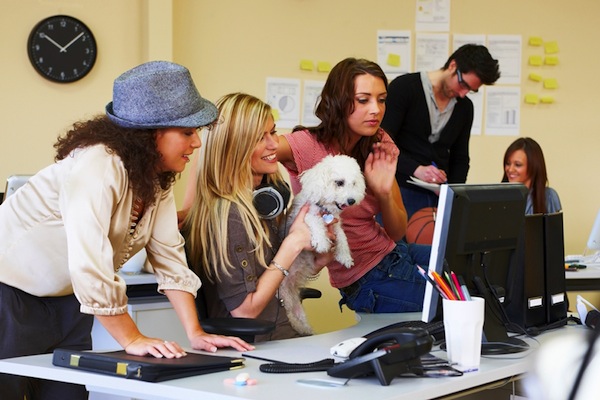 pets in the workplace